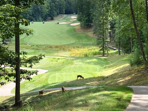 #deer #golf A few deer on the golf course. | Golf courses, Golf, Deer