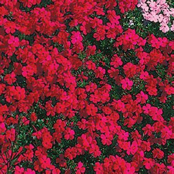 Scarlet Flame Carpet Phlox | Creeping phlox, Ground cover plants, Blue ...