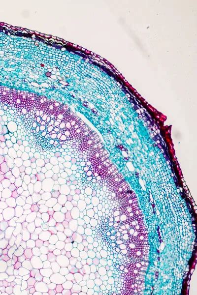 The study Plant tissue of under the microscope for classroom education. - Stock Image - Everypixel