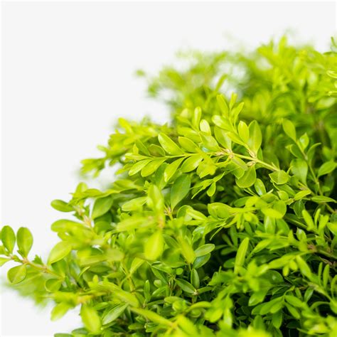 Korean Boxwood Shrubs For Sale Online | The Tree Center