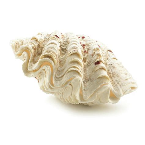 Fluted Giant Clam Shell Photograph by Science Photo Library - Pixels