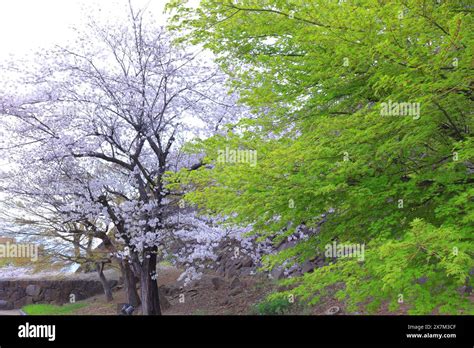 Maizuru Castle Park with cherry blossoms at Marunouchi, Kofu, Yamanashi, Japan Stock Photo - Alamy