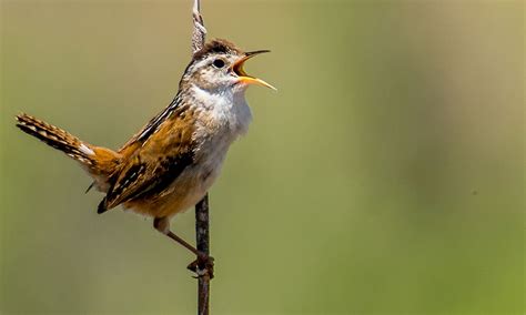 Plants & Wildlife-Wildlife-Birds-Marsh Birds