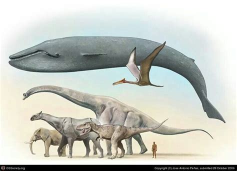 Giants of the Past: Blue Whale, Quetzalcoatlus, Brachiosaurus, Paraceratherium, T-Rex, Elephant ...