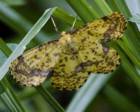 Geometer Moth | Moth, National wildlife refuge, Species