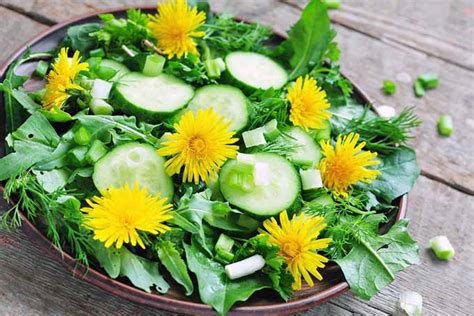 Feelin' Dandy? Forage and Cook Dandelion Greens | Foodal