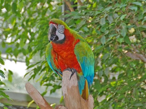 Harlequin Macaw Facts, Care As Pets, Temperament, Pictures | Singing Wings Aviary