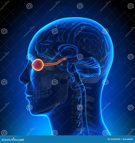 Brain Anatomy - Optical Nerve / Eye Stock Illustration - Image: 32283995