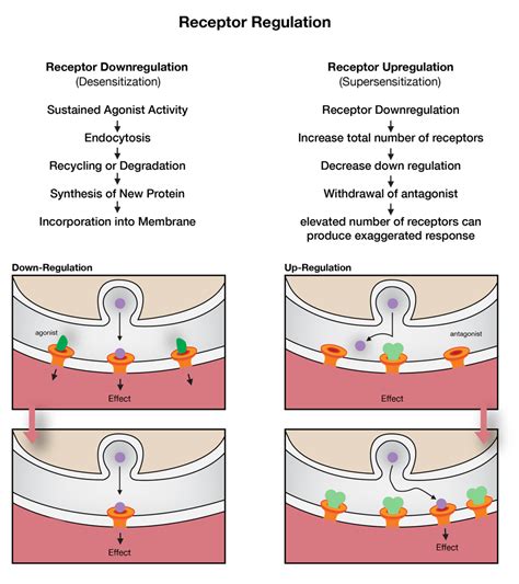 Neuromuscular Junction, Adrenergic Receptors, Amino Acid Sequence ...