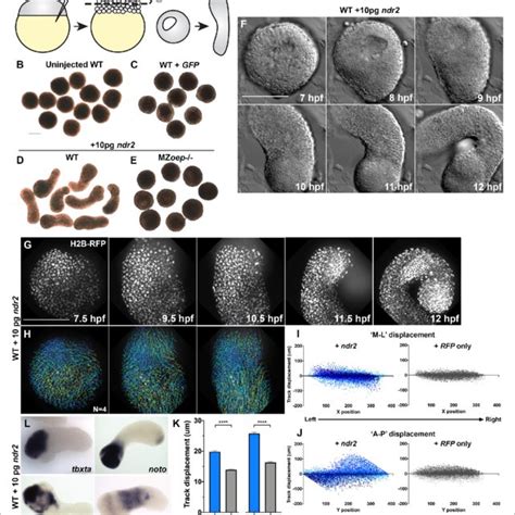 Nodal-expressing explants exhibit asymmetric Nodal signaling activity 4 ...