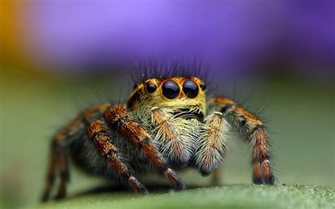 Download Jumping Spider Animal Spider HD Wallpaper