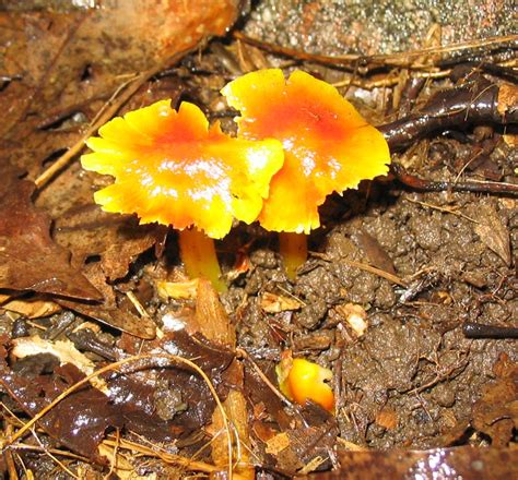 Bright Orange-Yellow - Mushroom Hunting and Identification - Shroomery Message Board