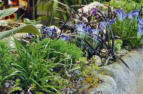 Growing alpine plants in New Zealand | The Australian Women's Weekly