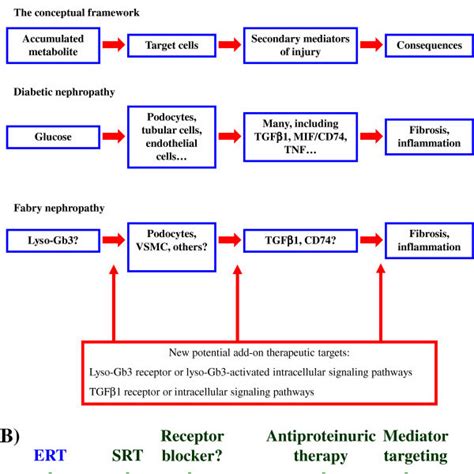 Kidney biopsy. A) PAS staining. Histology of the kidney with... | Download Scientific Diagram