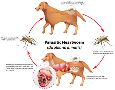 Is Heartworm In Dogs Contagious