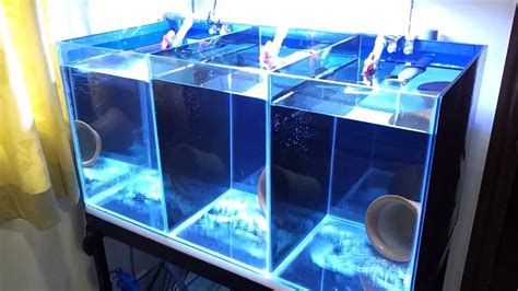 Clownfish breeding tank setup | Clown fish, Fish breeding, Mini aquarium