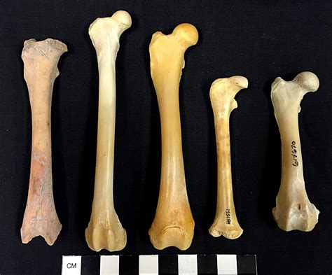 animal femur identification