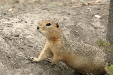 ground squirrel removal near me - Glenna Mcreynolds