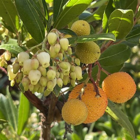 Arbutus unedo 'Atlantic' (Strawberry Tree)