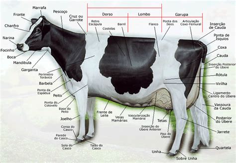 Partes de la vaca en inglés, español y portugués