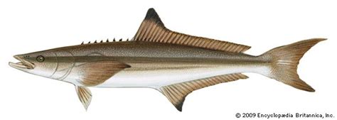 Cobia | fish | Britannica.com