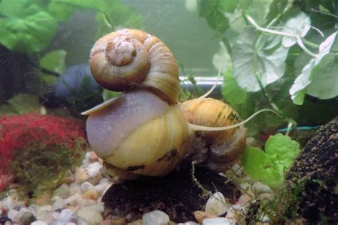 Aquarium Snails | Aquarium Snail Types & Info - Aquariadise