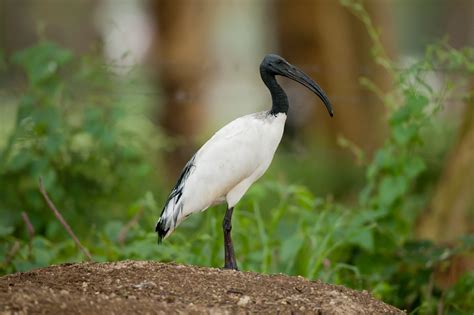 African Sacred Ibis | Avianbird