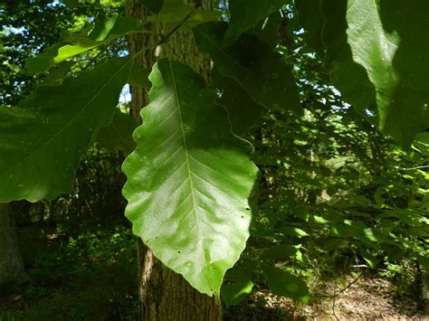 Omeka@CTL | UVM Tree Profiles : Chestnut Oak : Taxonomy