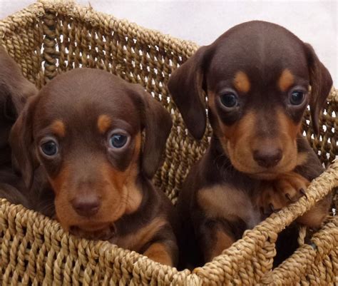 Chocolate and Tan Miniature Dachshund Puppies | Nelson, Lancashire | Pets4Homes | Dachshund ...