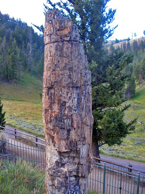 Petrified tree: Lost Lake Trail, Yellowstone National Park, Wyoming