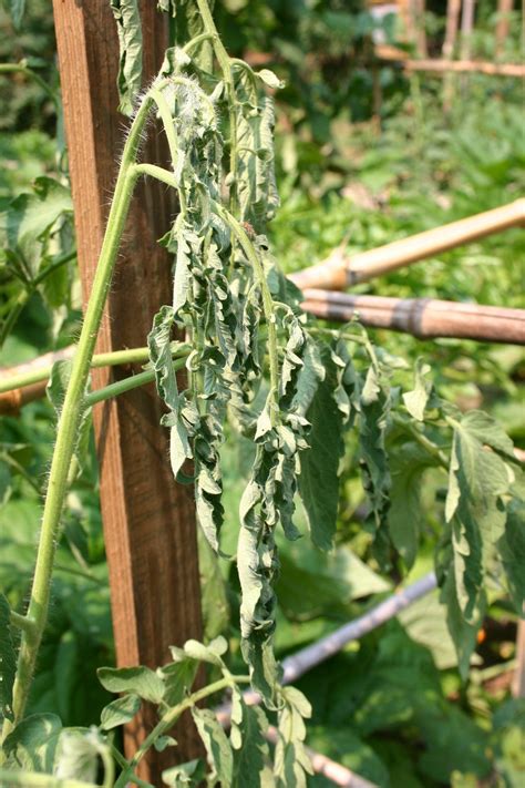 tomato bacterial wilt 1 « Walter Reeves: The Georgia Gardener