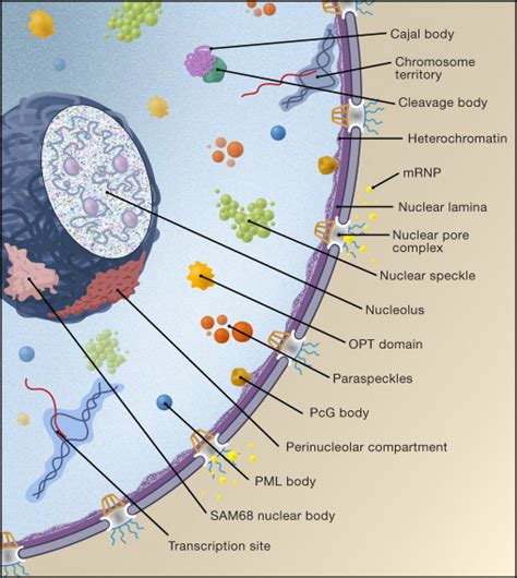 Chromatin Dynamics and Gene Positioning: Cell