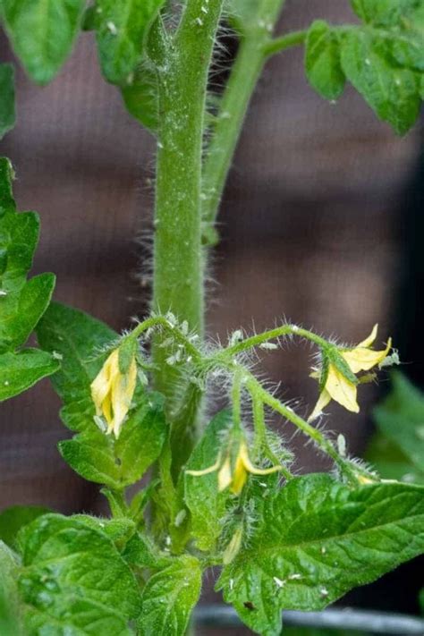 How to Get Rid of Aphids on Tomato Plants - Growfully