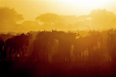 Africa Tanzania Wildebeest Photograph by Ralph H. Bendjebar - Fine Art America