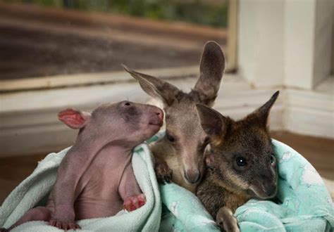 Peggy The Wombat, Anzac The Kangaroo, Cupcake The Wallaby: Baby Marsupial Trio Stops Hearts ...