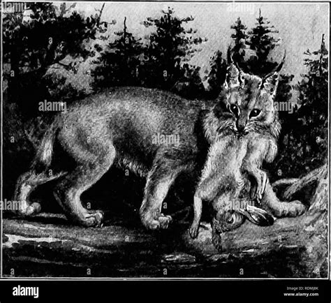 Lynx kill Black and White Stock Photos & Images - Alamy