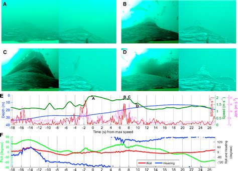 Figure 2 from Kinematic Diversity in Rorqual Whale Feeding Mechanisms ...