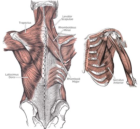 Scapular Retraction