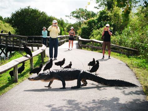 20 EPIC Things to Do in Everglades National Park (Helpful Guide)