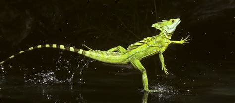 Green Basilisk Lizard Running On Water Hd