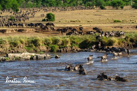 Wildebeest River Crossing - Writing & Photography by Kirsten Hines