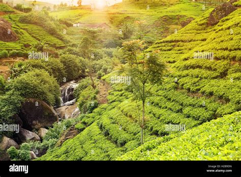 tea plantation sunset Stock Photo - Alamy