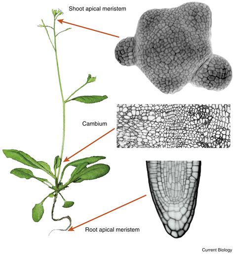 Plant Stem Cells: Current Biology