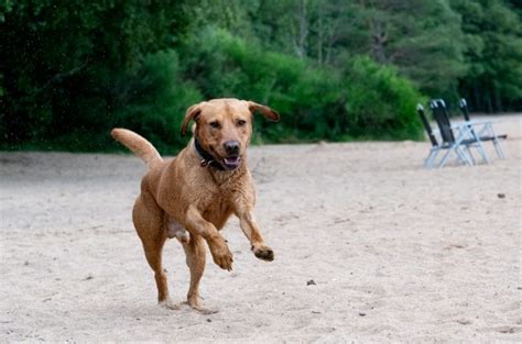 A Dog-Friendly Guide To Aviemore [2024]