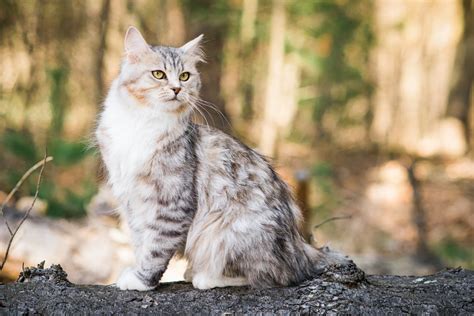 Our cats – Lavender | Figg and Prowle Siberian Cats