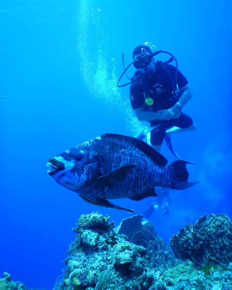 Fakta Ikan Kakatua Biru, Warnanya Menyegarkan Mata