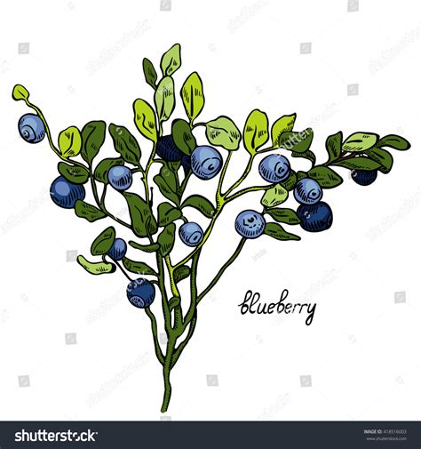 Blueberry Bush Clip Art - 55+ Koleksi Gambar