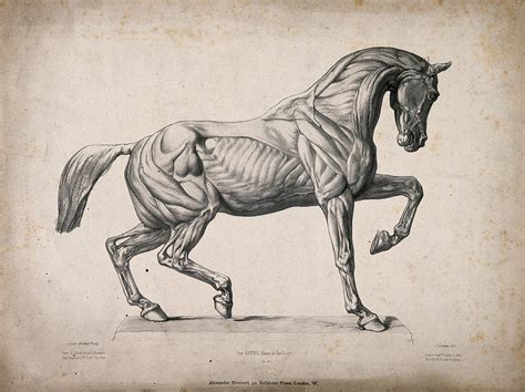 File:Anatomical engraving of a horse. Wellcome V0016883.jpg - Wikimedia Commons