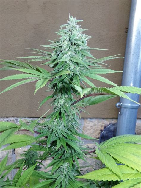 Girl Scout Cookies from Zamnesia | strains.io | cannabis marijuana strain info