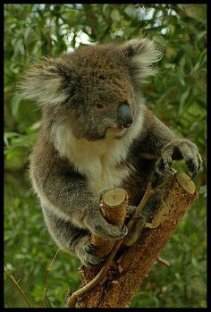 Koala Bear, Near Eumundi, Queensland, Australia Cute Koala Bear, Baby Koala, Koala Bears, Bear ...